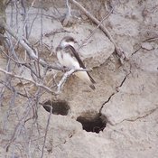 Bank Swallow